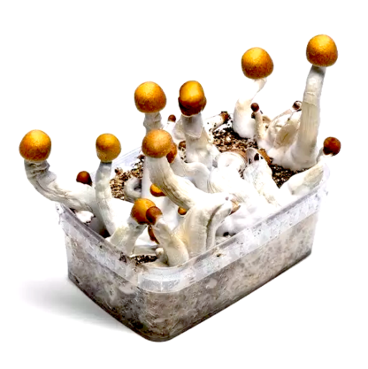 Golden Teacher mushroom kit