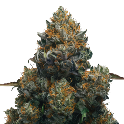 blue dream feminized seeds