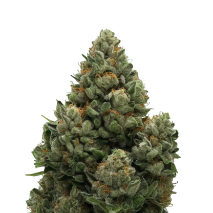 blue widow