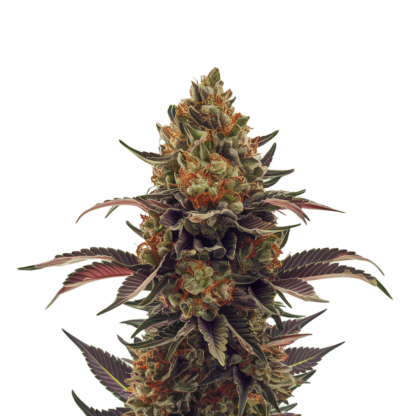 cheese feminized seeds