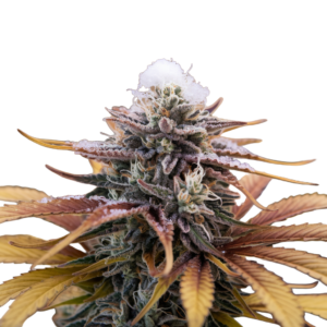 cold climate cannabis seeds