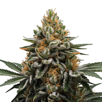 critical mass seeds