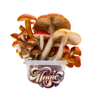 magic mushroom kits