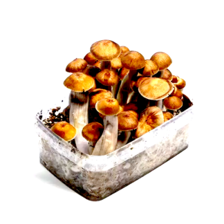 mexican mushroom kit