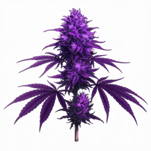 Purple Cannabis seeds