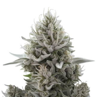 white widow