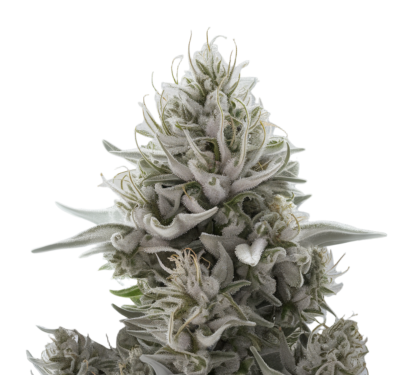 white widow