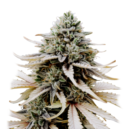 vandmelon zkittlez