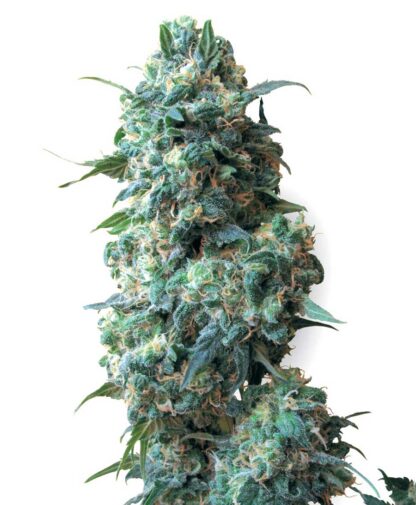Afghan kush Regular - Image 2