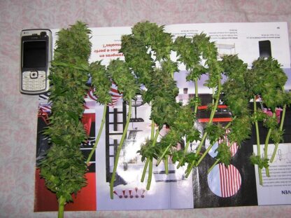 Afghan kush Regular - Image 6