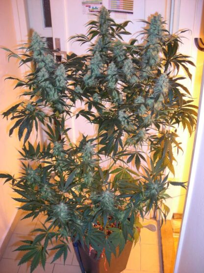 Afghan kush Regular - Image 3