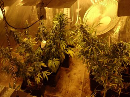 Afghan kush Regular - Image 4