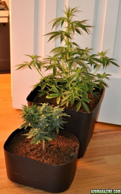 Afghan kush ryder Auto - Image 7