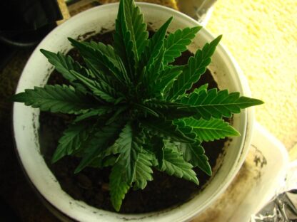 Afghan kush ryder Auto - Image 3