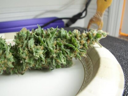 Afghan kush ryder Auto - Image 4