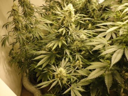 AK47 Bulk Seeds