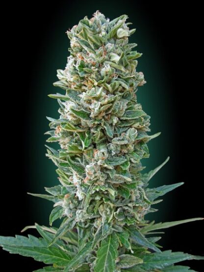 Auto Heavy Bud