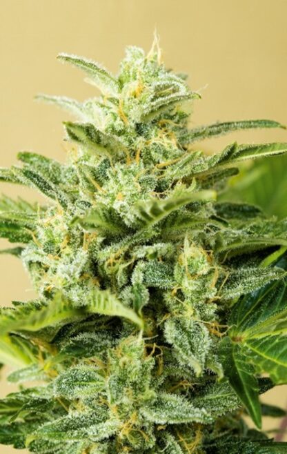 Auto Low Girl