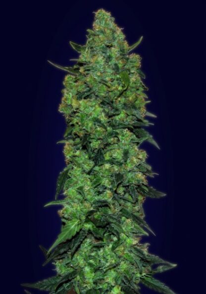Auto Skunk Mass