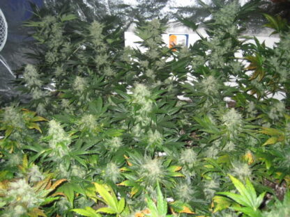Auto Blueberry - Obrázek 3