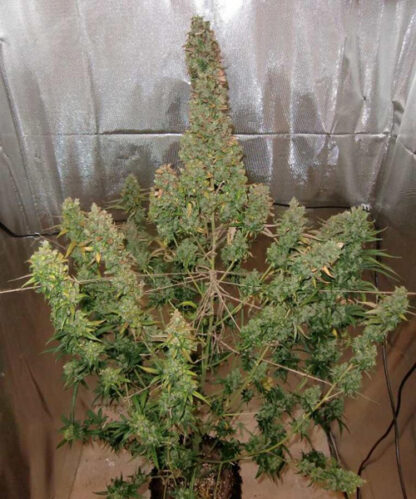 Autoxtreme Autoflowering - Image 2