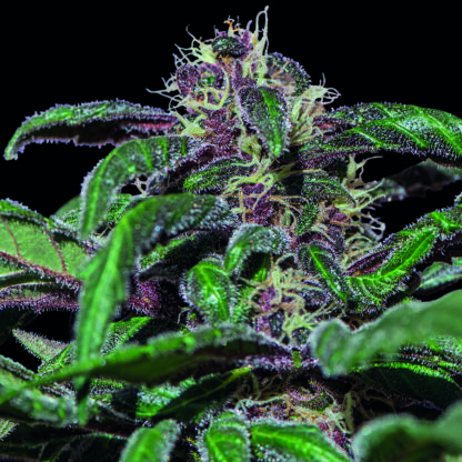 Ayahuasca Purple
