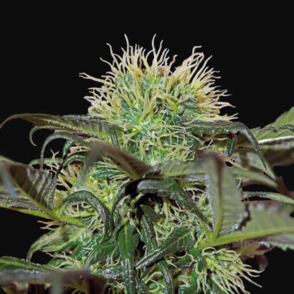 Bad Azz Kush