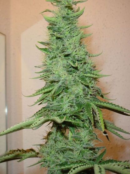 Big Bud Feminised