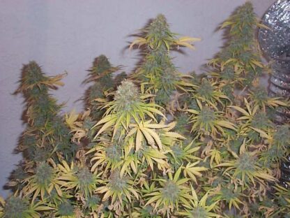 Big Bud Regular - Immagine 2