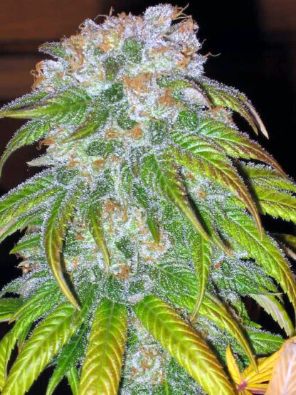 Big Bud Regular - Immagine 3