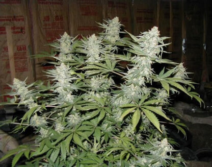 Big Bud Regular - Immagine 4