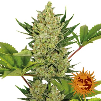 Blue Cheese Auto