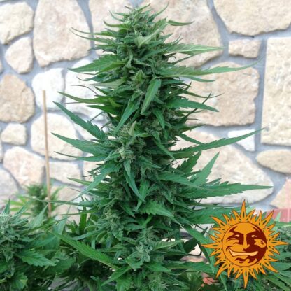 Blue Cheese Auto - Obrázek 2