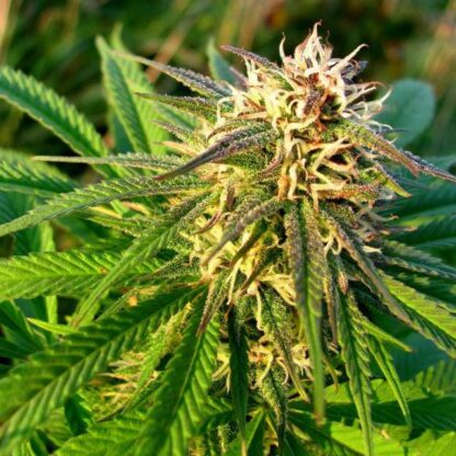 Blue Mystic Auto