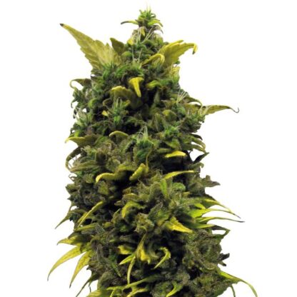 Blue Cheese