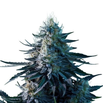 Blue Dream Auto