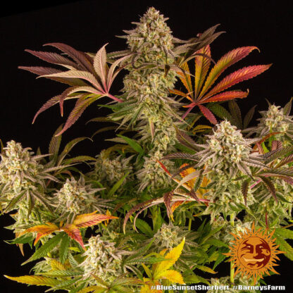 Blue Sunset Sherbert - Image 2
