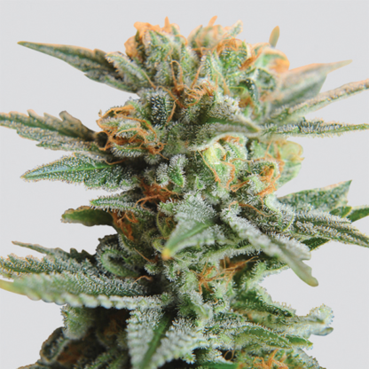 Blueberry Kush Auto