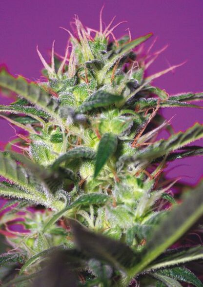 Botafumeiros Feminized