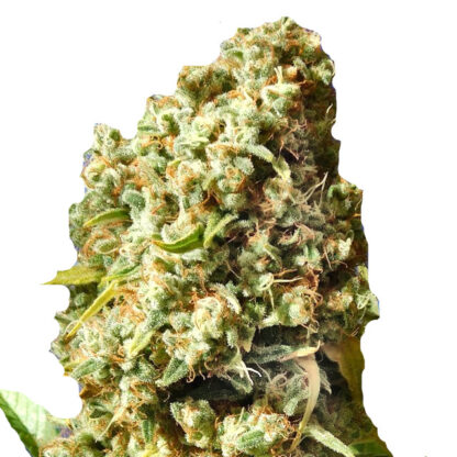 Bruce Banner Auto Bulk Seeds