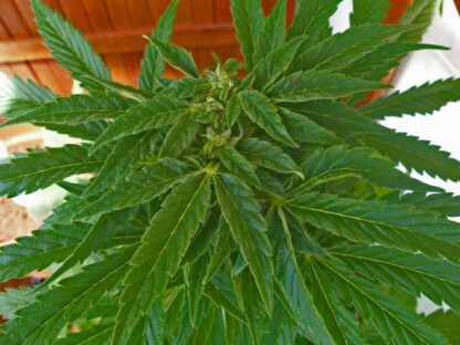 California Skunk - Afbeelding 2