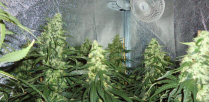 Cheese Bulk Seeds