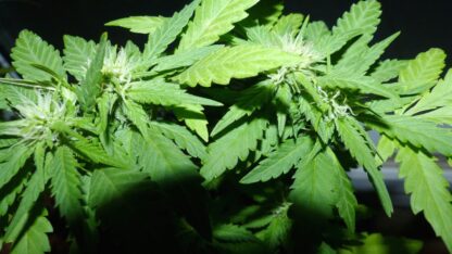 Codeine Kush - Obrázek 4