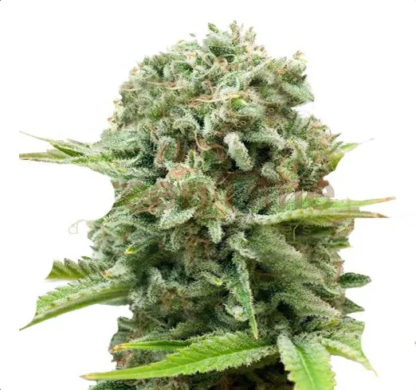 Critical Auto