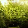 Critical Kush Feminized - Image 2
