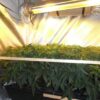 Critical Kush Feminized - Image 4