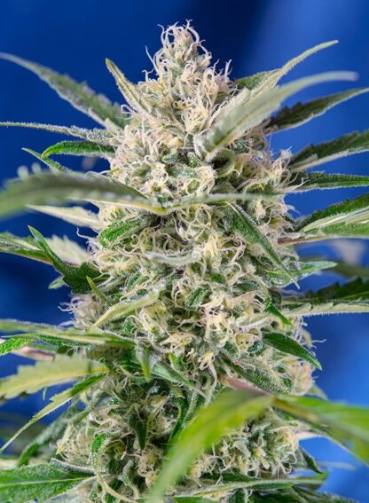 Crystal Candy Auto