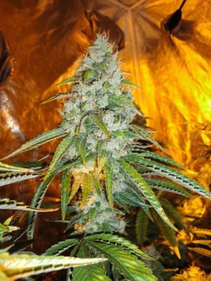 Diesel Bulk Seeds