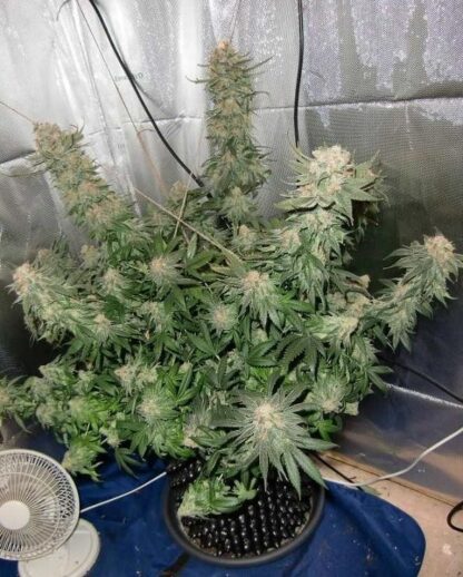 Blue Velvet Feminized - Afbeelding 3