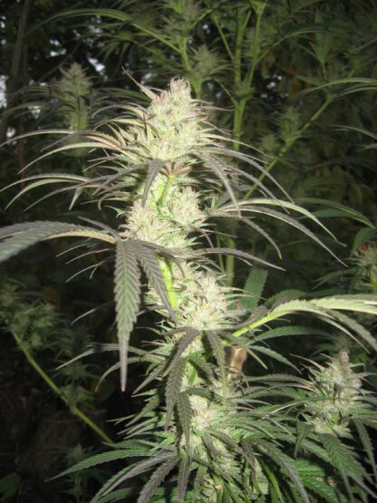 Pamir Gold Feminized - Image 5